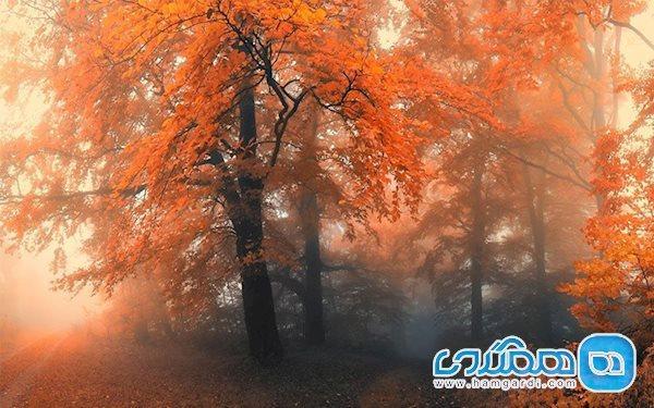 جشن میانه پاییز؛ جشنی برای رهایی از غم و اندوه جشن میانه پاییز؛ جشنی برای رهایی از غم و اندوه