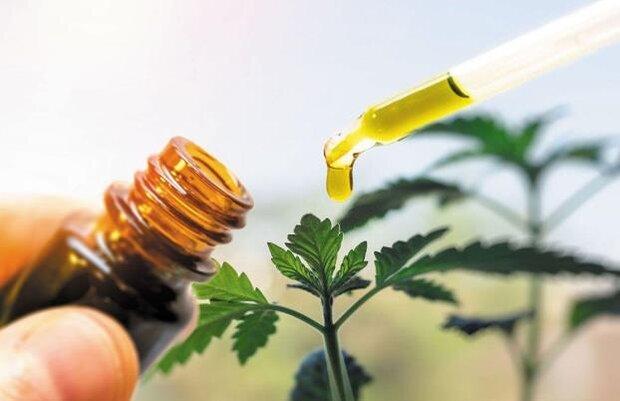 اجرای پروژه های کرونایی گیاهی، از شوینده های سبز تا ماسک اجرای پروژه های کرونایی گیاهی، از شوینده های سبز تا ماسک های جدید