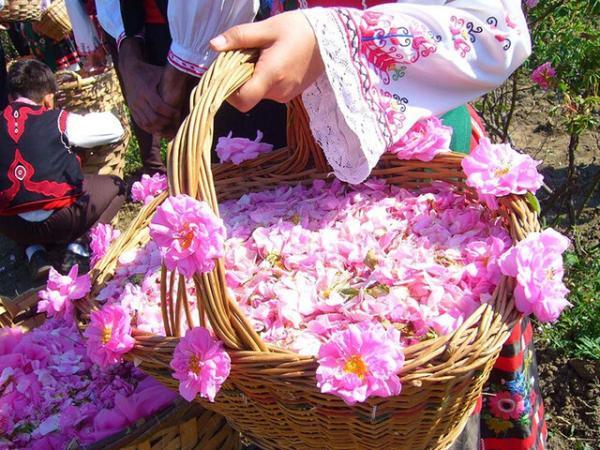 گل محمدی جزء گیاهان دارویی مهم گیلان گل محمدی جزء گیاهان دارویی مهم گیلان